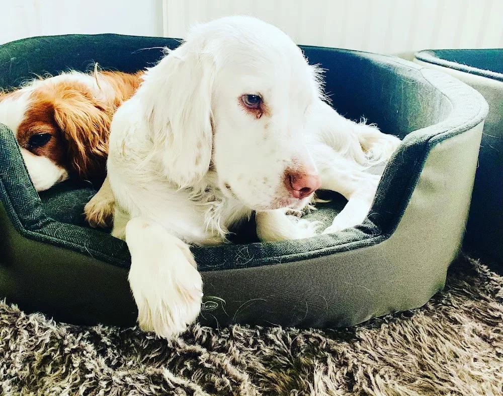 WhitehouseWalkies Home Boarding for dogs - High Peak pet otel görseli 3