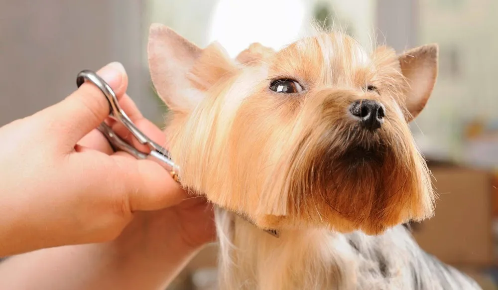 Armstrongs Clipping Services - Highland pet otel görseli 3