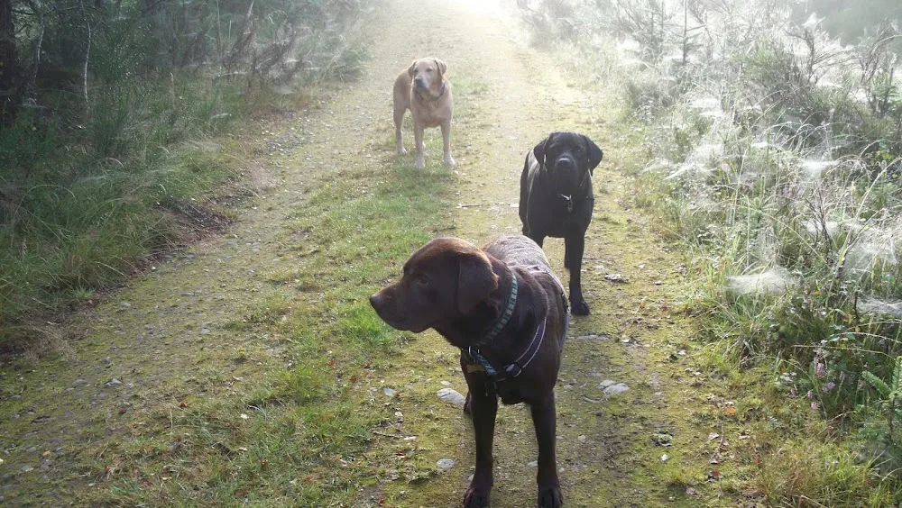 Croft Pets - Highland pet otel