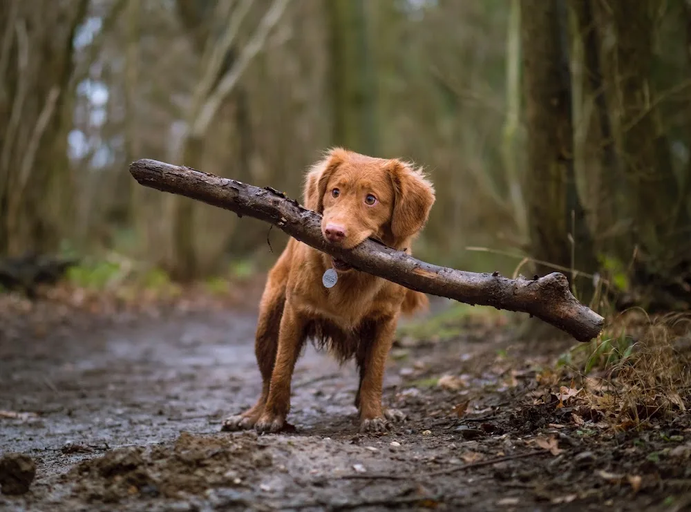 DogWalker Haan - Gassiservice und Hundebetreuung - Hilden pet otel