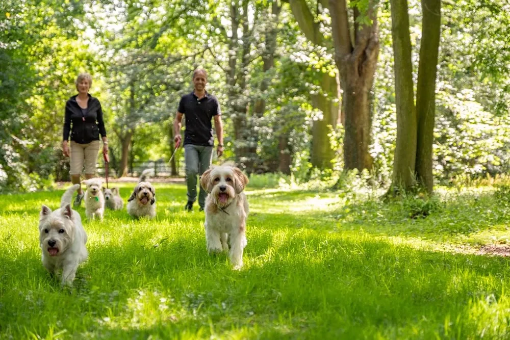 Active Paws Doggy Daycare and Home Boarding - Hillingdon pet otel