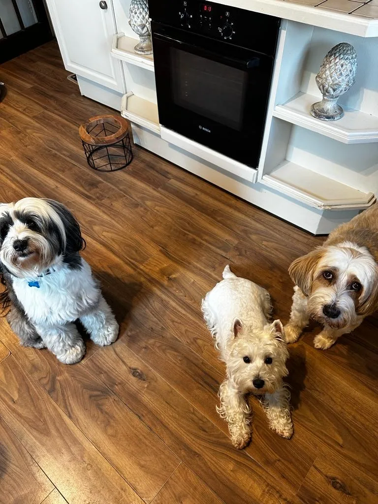 Active Paws Doggy Daycare and Home Boarding - Hillingdon pet otel görseli 3
