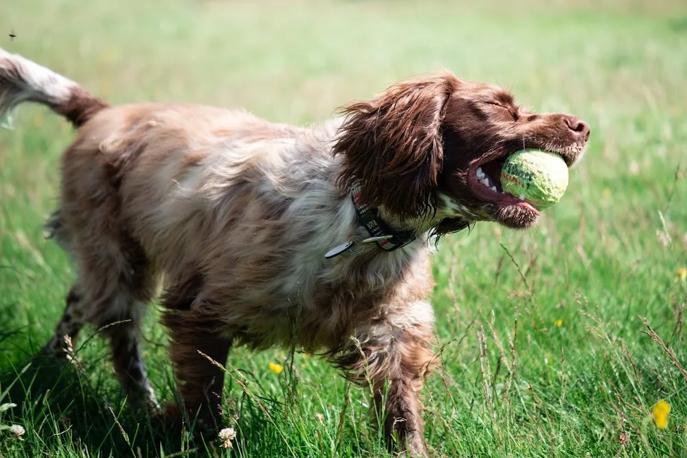 Best Buddies Petcare - Hillingdon pet otel