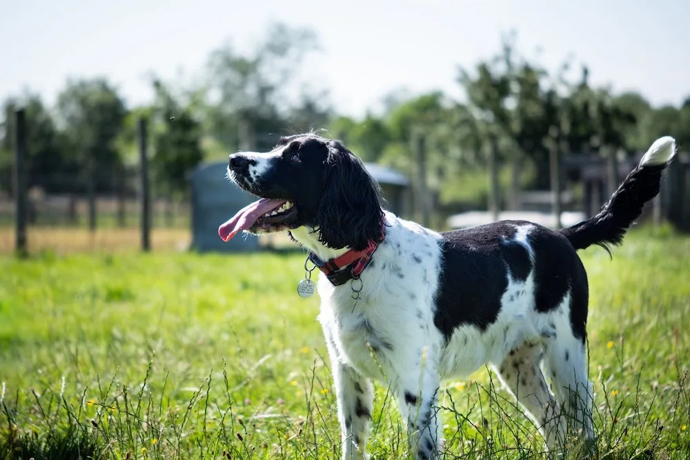 Best Buddies Petcare - Hillingdon pet otel görseli 3