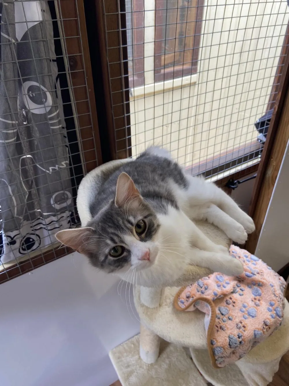 Cedar Tree Cattery - Hillingdon pet otel görseli 3