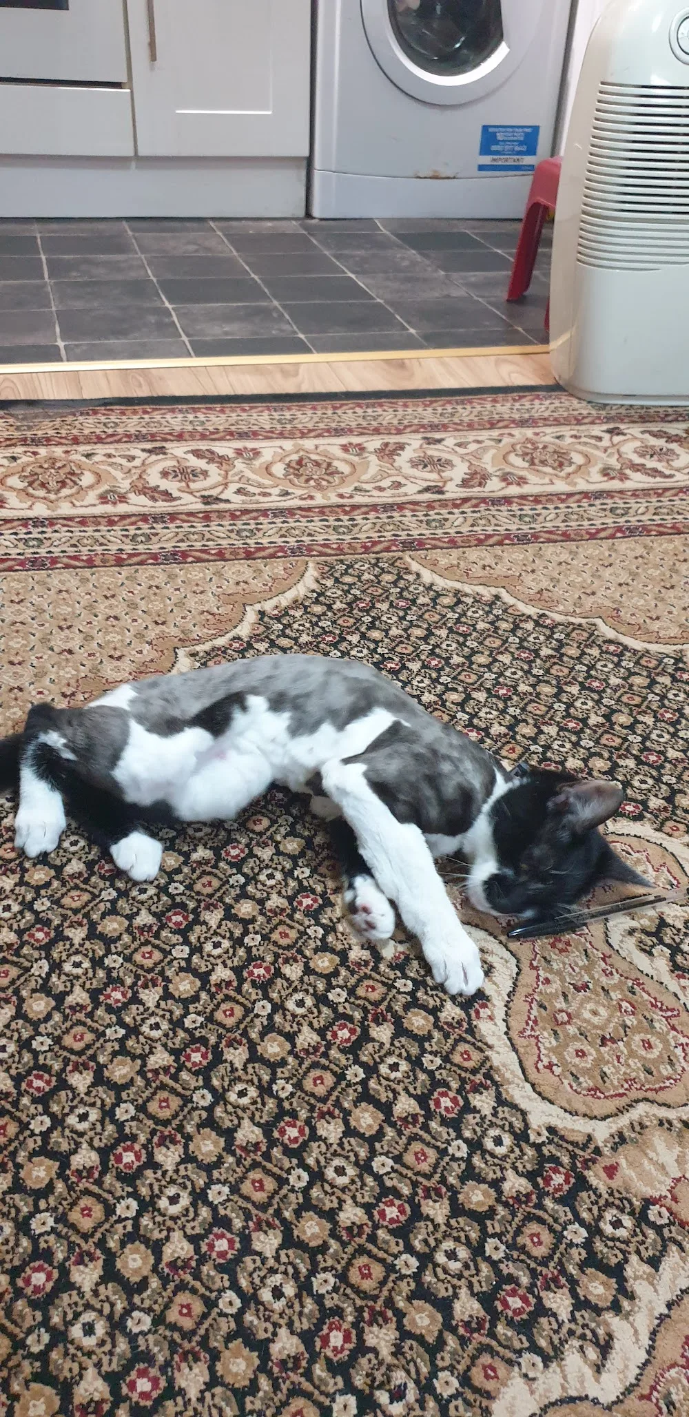 Comfy Cats Cattery - Hillingdon pet otel görseli 3