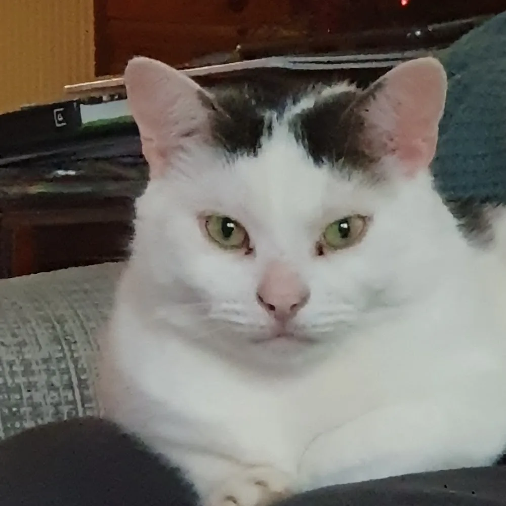 Goulds Green Cattery - Hillingdon pet otel görseli 4