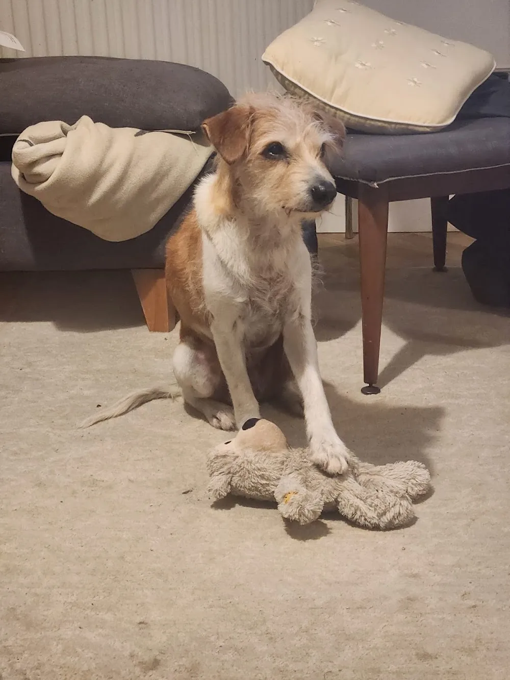 Home From Home Dog Boarding Agency Ltd - Hillingdon pet otel
