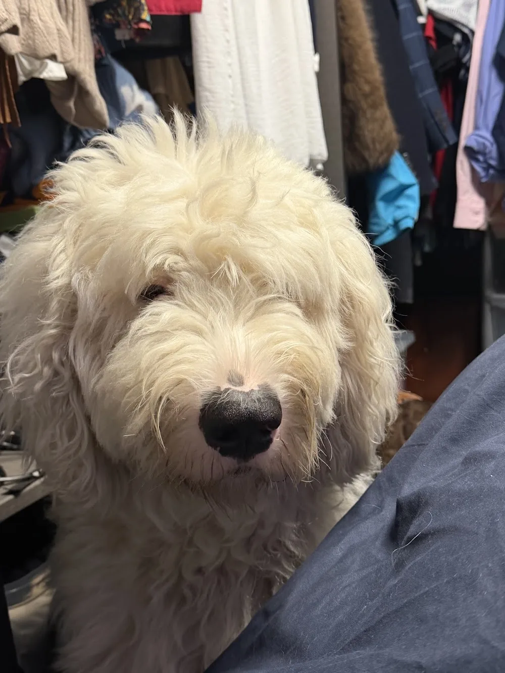 Home From Home Dog Boarding Agency Ltd - Hillingdon pet otel görseli 3