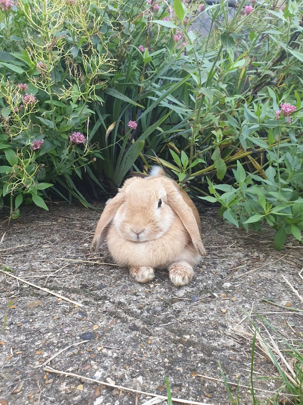 Lisa's Bunny Hotel Pet Boarding - Hillingdon pet otel