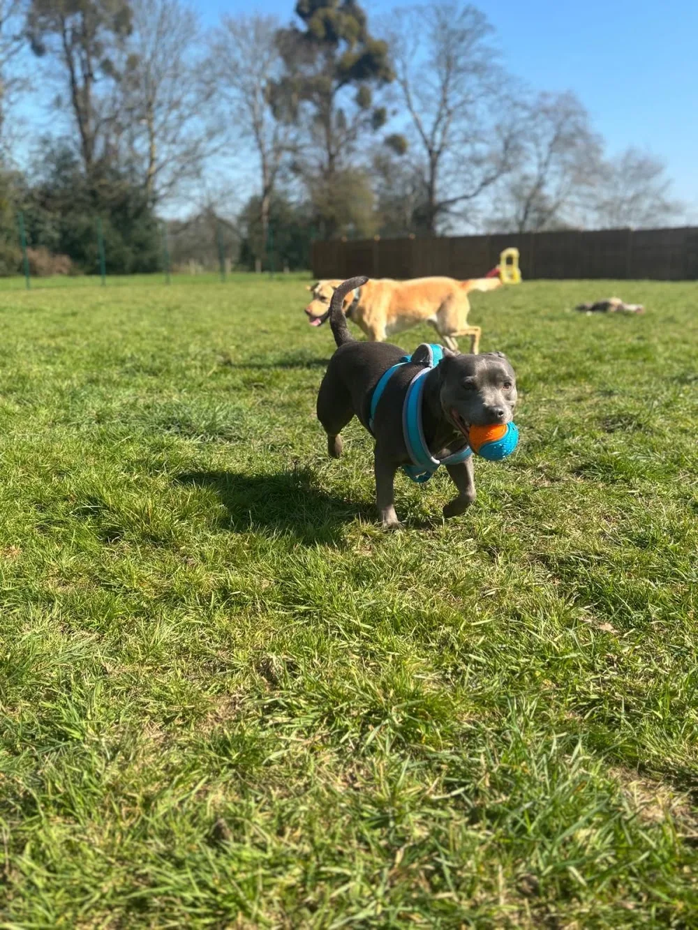Mutts N Moggies - Hillingdon pet otel
