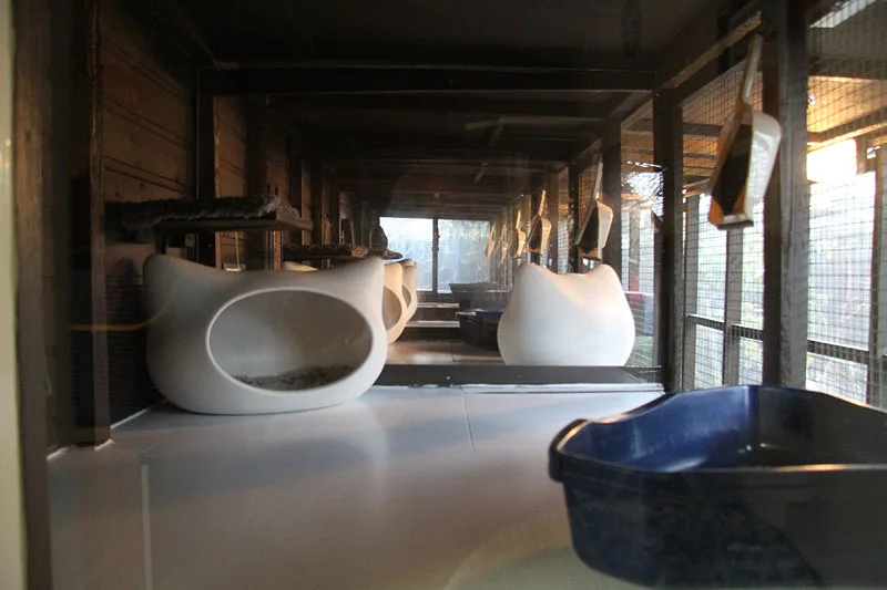 Paws Boarding Cattery - Hillingdon pet otel