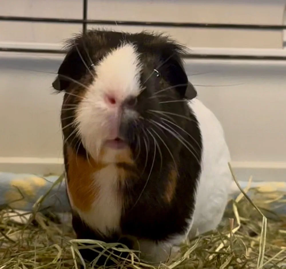 Pelletts Guinea Pig Boarding - Hillingdon pet otel