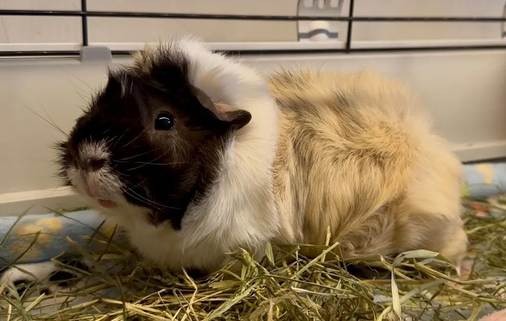 Pelletts Guinea Pig Boarding - Hillingdon pet otel görseli 3