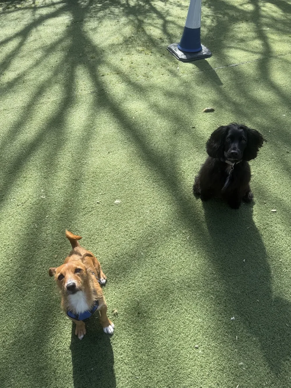 Royvon Dog Training & Boarding (Esher) - Hillingdon pet otel görseli 3