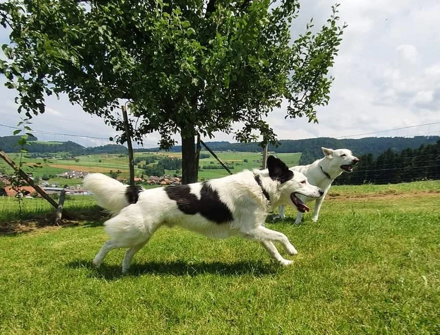 Angel's Dog-Center - Hinterfultigen pet otel