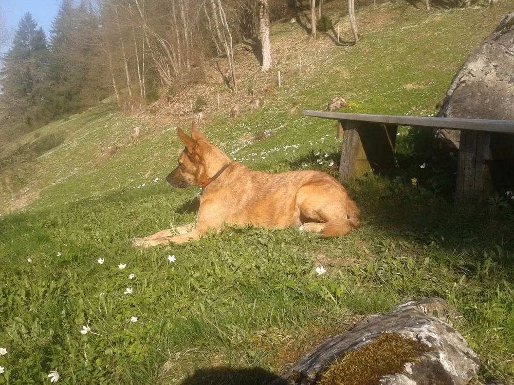 bärenstarke tierbetreuung - Hinterfultigen pet otel