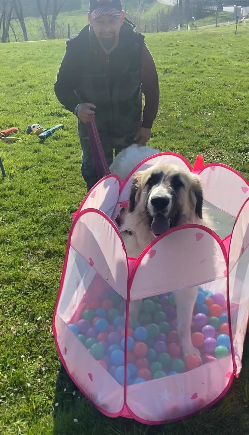 Cani'crèche les Lutz - Hinterfultigen pet otel