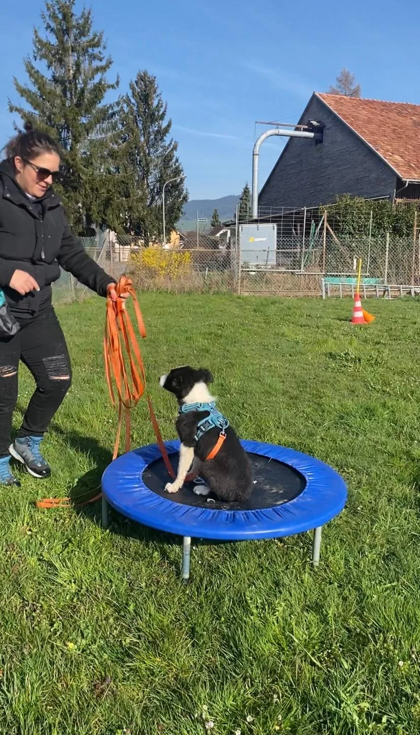 Cani'crèche les Lutz - Hinterfultigen pet otel görseli 3