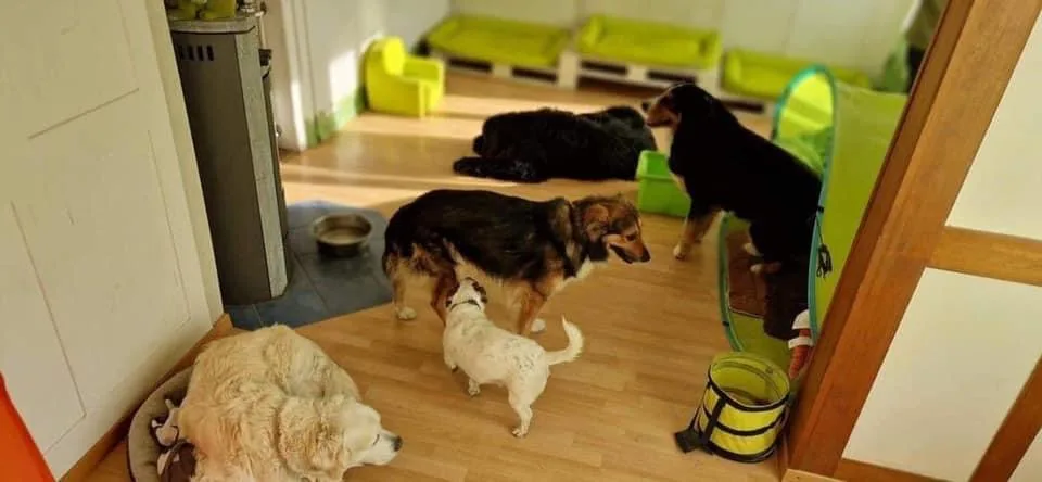 Dario‘s und Stephanie‘s Hundevilla - Hinterfultigen pet otel görseli 3