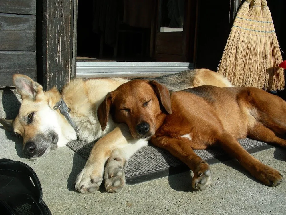 Hundetraum - Hinterfultigen pet otel