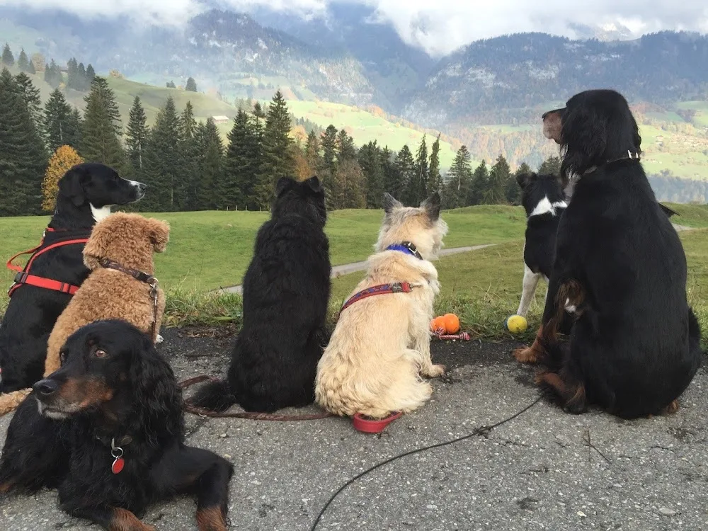 Hundetraum - Hinterfultigen pet otel görseli 3