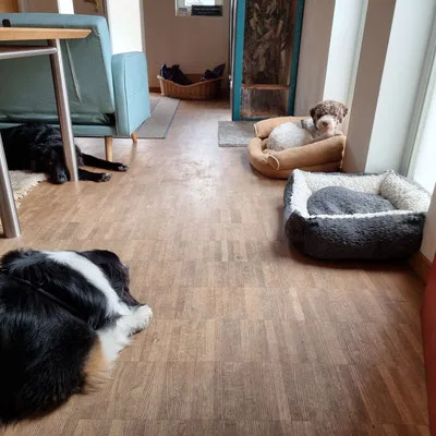 hundumgut.ch - Hinterfultigen pet otel