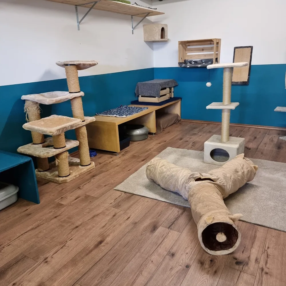hundumgut.ch - Hinterfultigen pet otel görseli 3