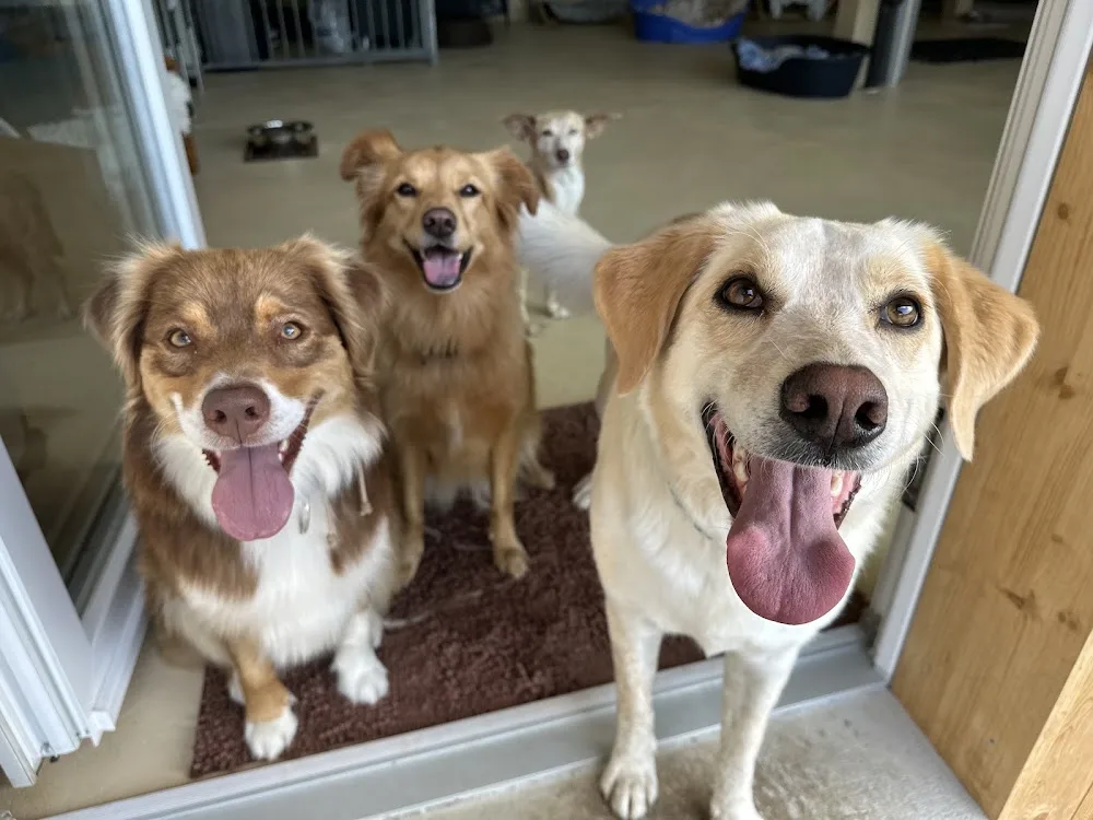 NUREL Hundepension & Hundesalon - Hinterfultigen pet otel