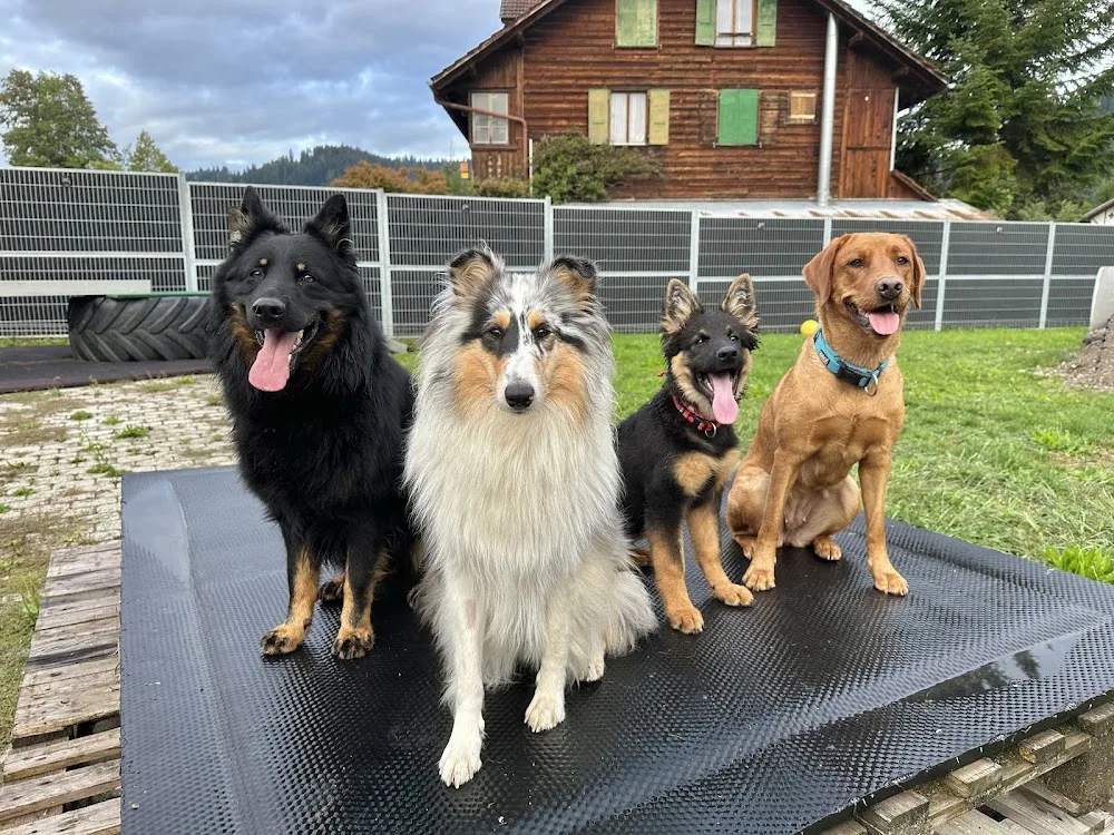 NUREL Hundepension & Hundesalon - Hinterfultigen pet otel görseli 3