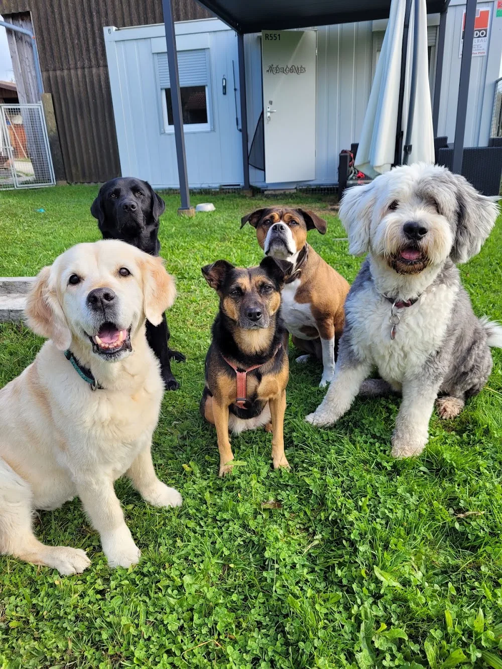 Tierzeit - Hinterfultigen pet otel görseli 3