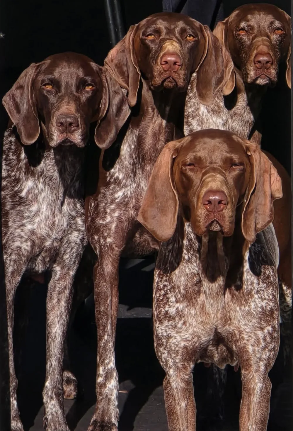 Hunt Hard Gundogs Kennel - Hjärup pet otel