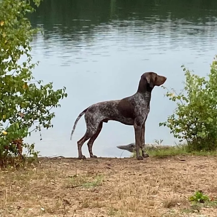 Hunt Hard Gundogs Kennel - Hjärup pet otel görseli 5