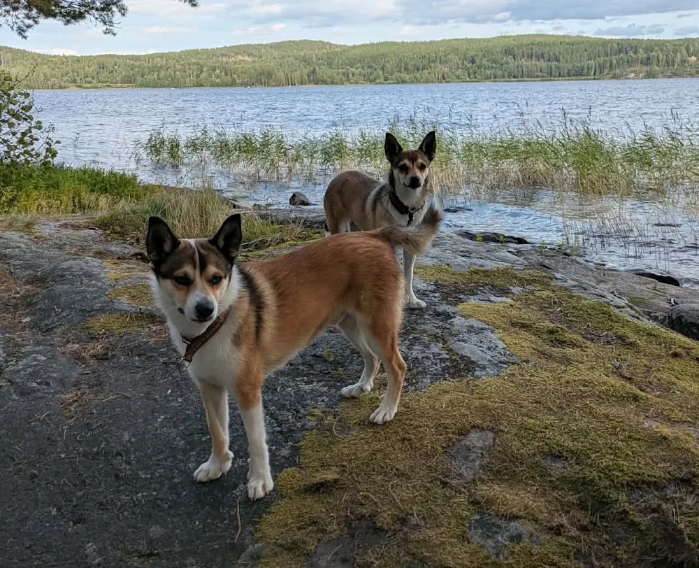Into the wild - Hjärup pet otel
