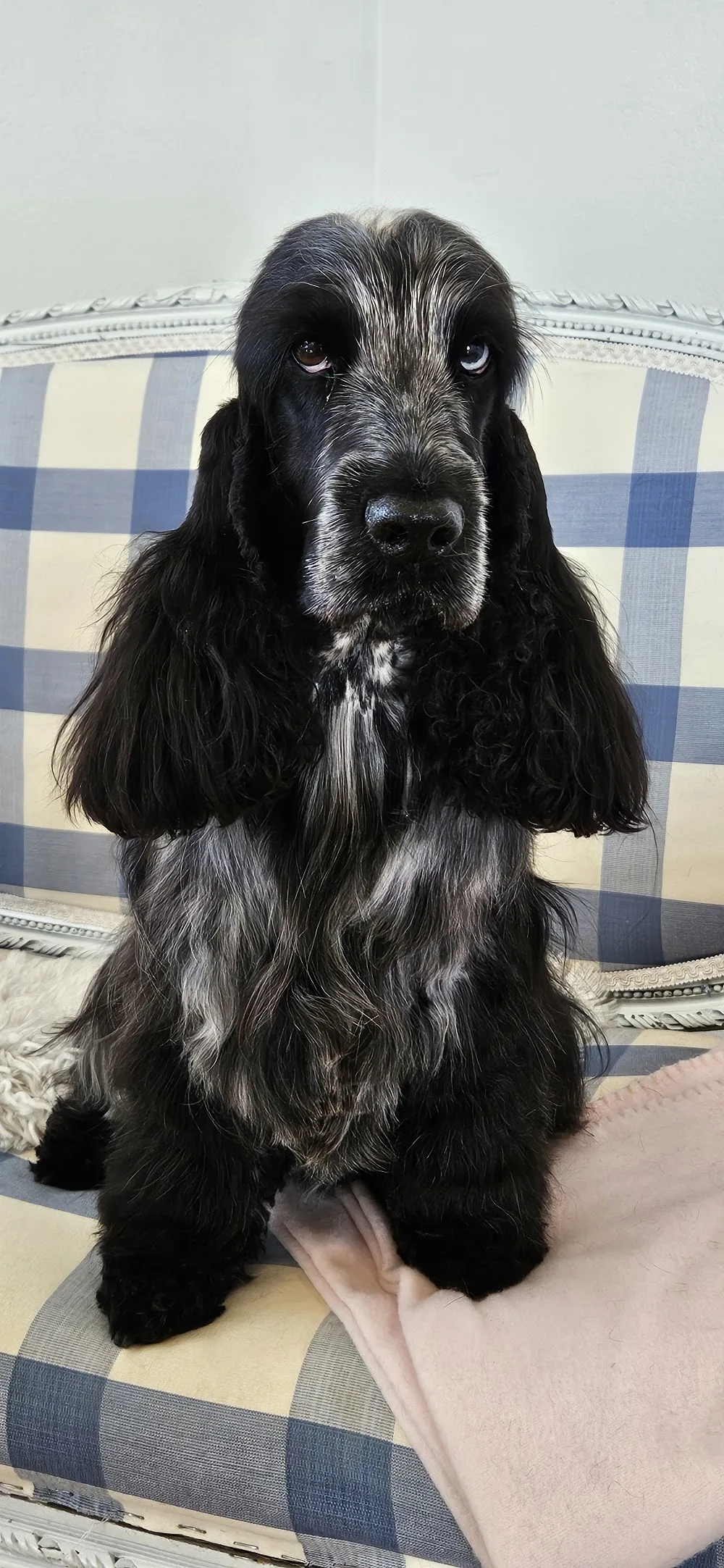 Peach Passion's Kennel & Hundvård - Hjärup pet otel görseli 3