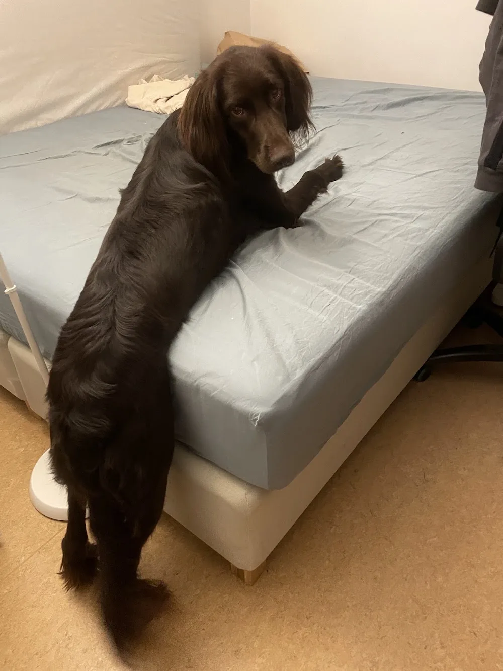 Sasha Hunddagis och Pensionat - Hjärup pet otel görseli 3
