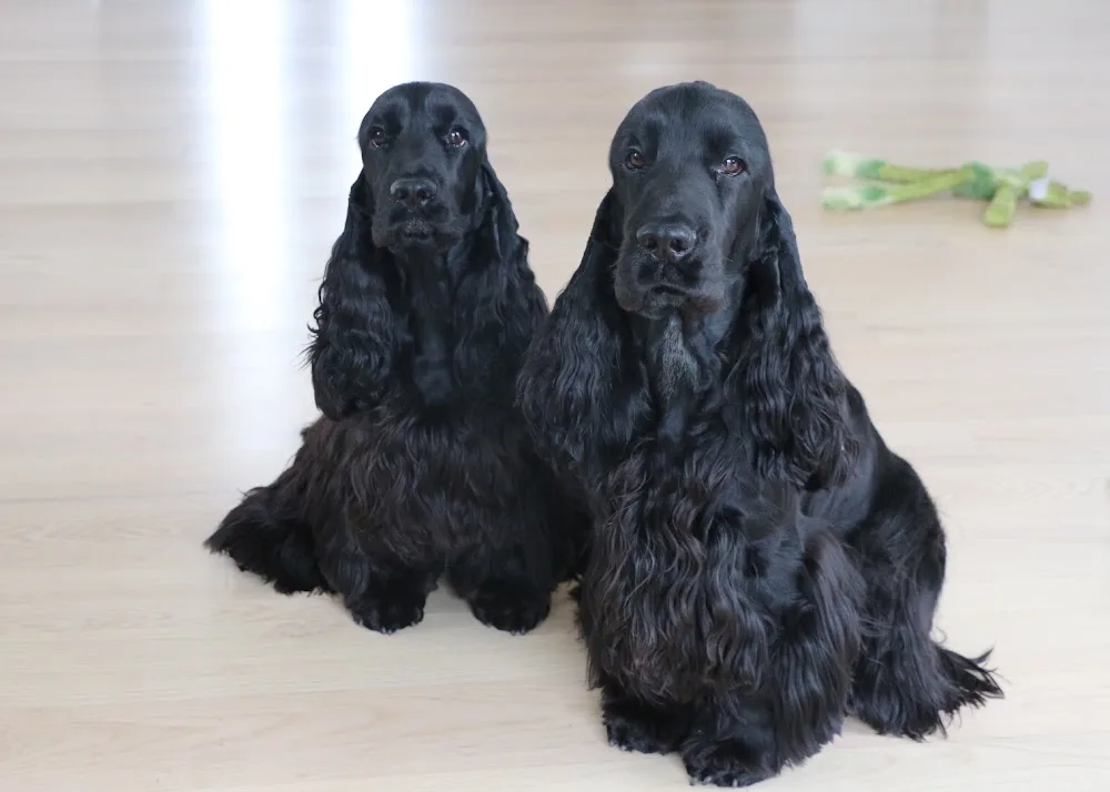 skumparpskennel - Hjärup pet otel görseli 3