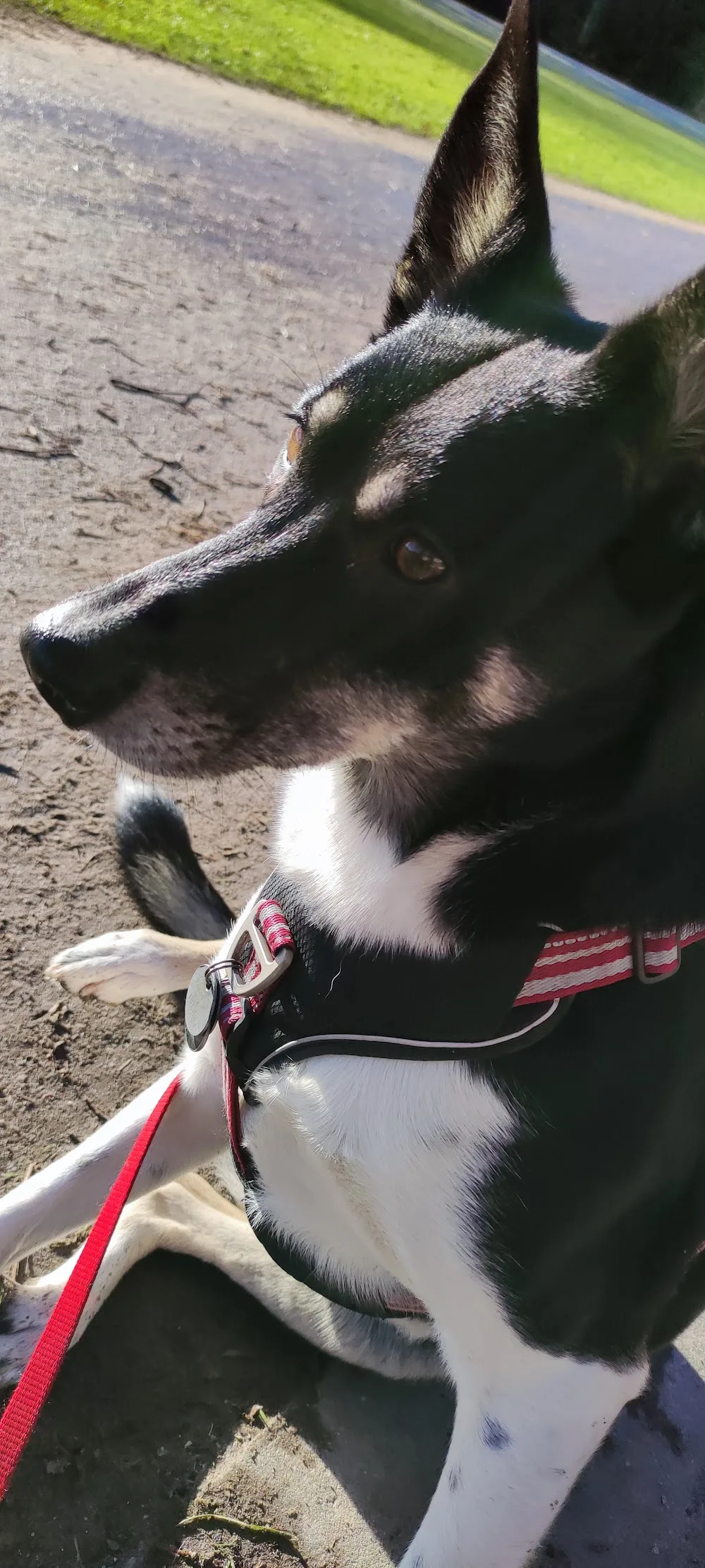 Anja Traulich - Hundepension - Hohenfelde pet otel görseli 3