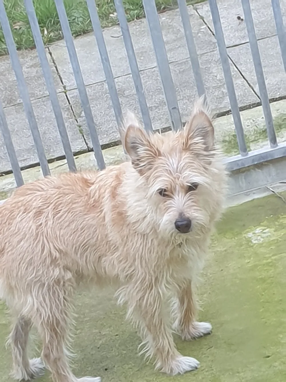 Hunde-Service Steinburg Inh. Sabine Steffen - Hohenfelde pet otel