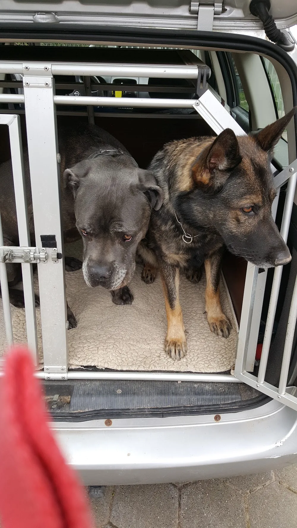 Hunde-Service Steinburg Inh. Sabine Steffen - Hohenfelde pet otel görseli 3