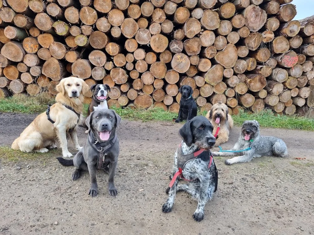 Hundehof Glantz - Hohenfelde pet otel görseli 3