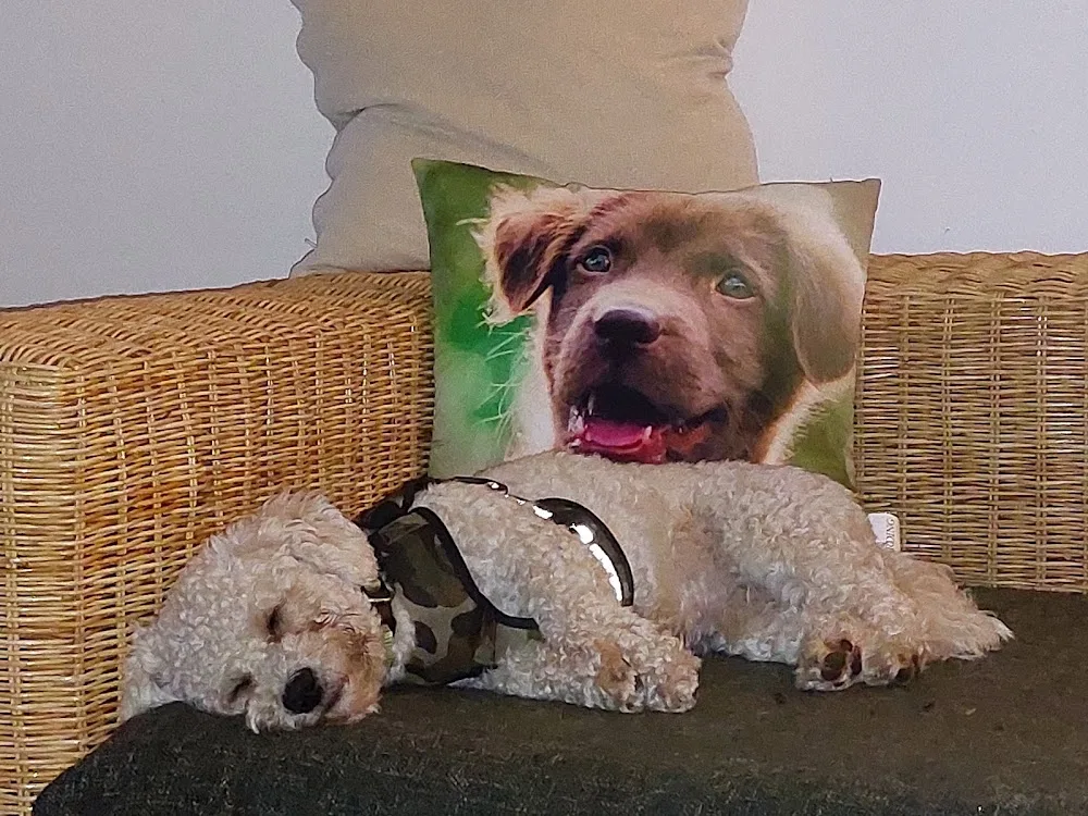 Hundepension Sachsenwald - Urlaubsbetreuung für kleine Hunde - Hohenfelde pet otel