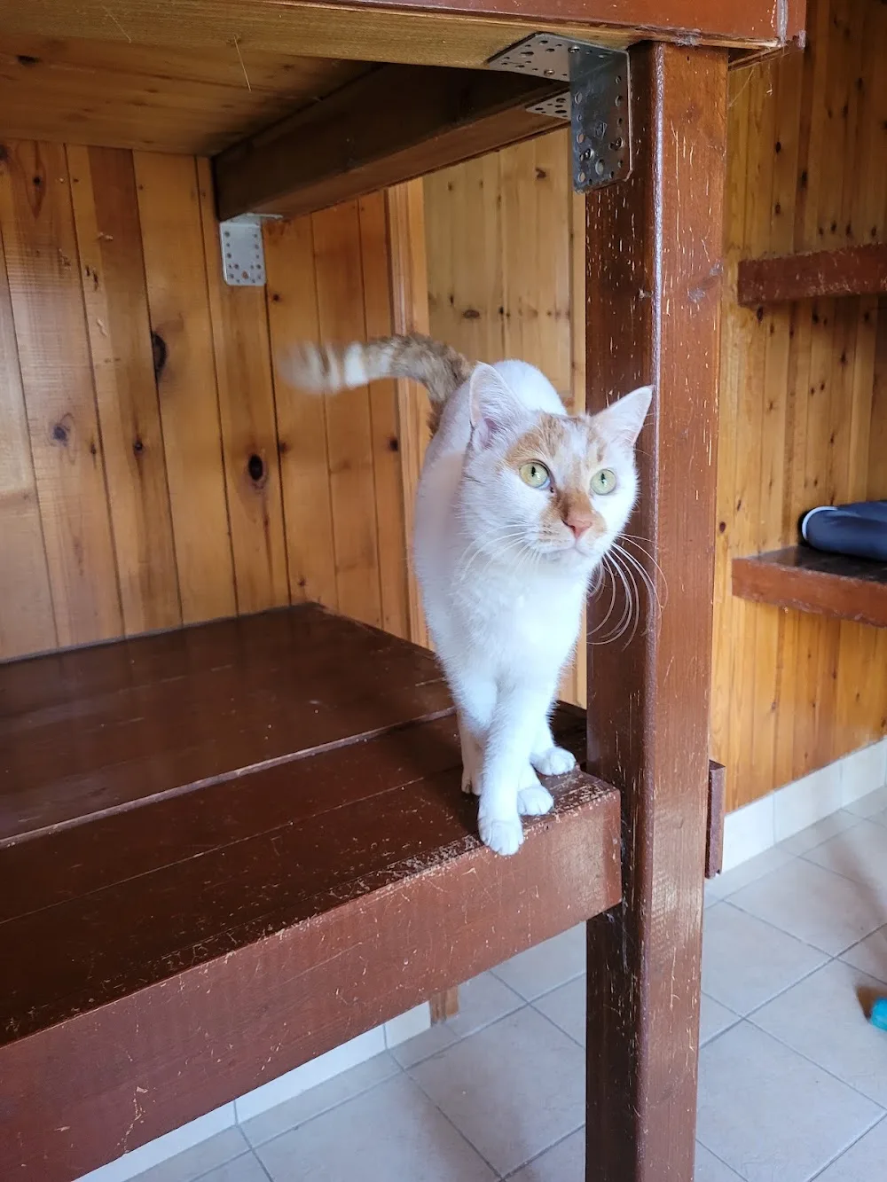 Ihr Katzenferien Hof - Hohenfelde pet otel görseli 3