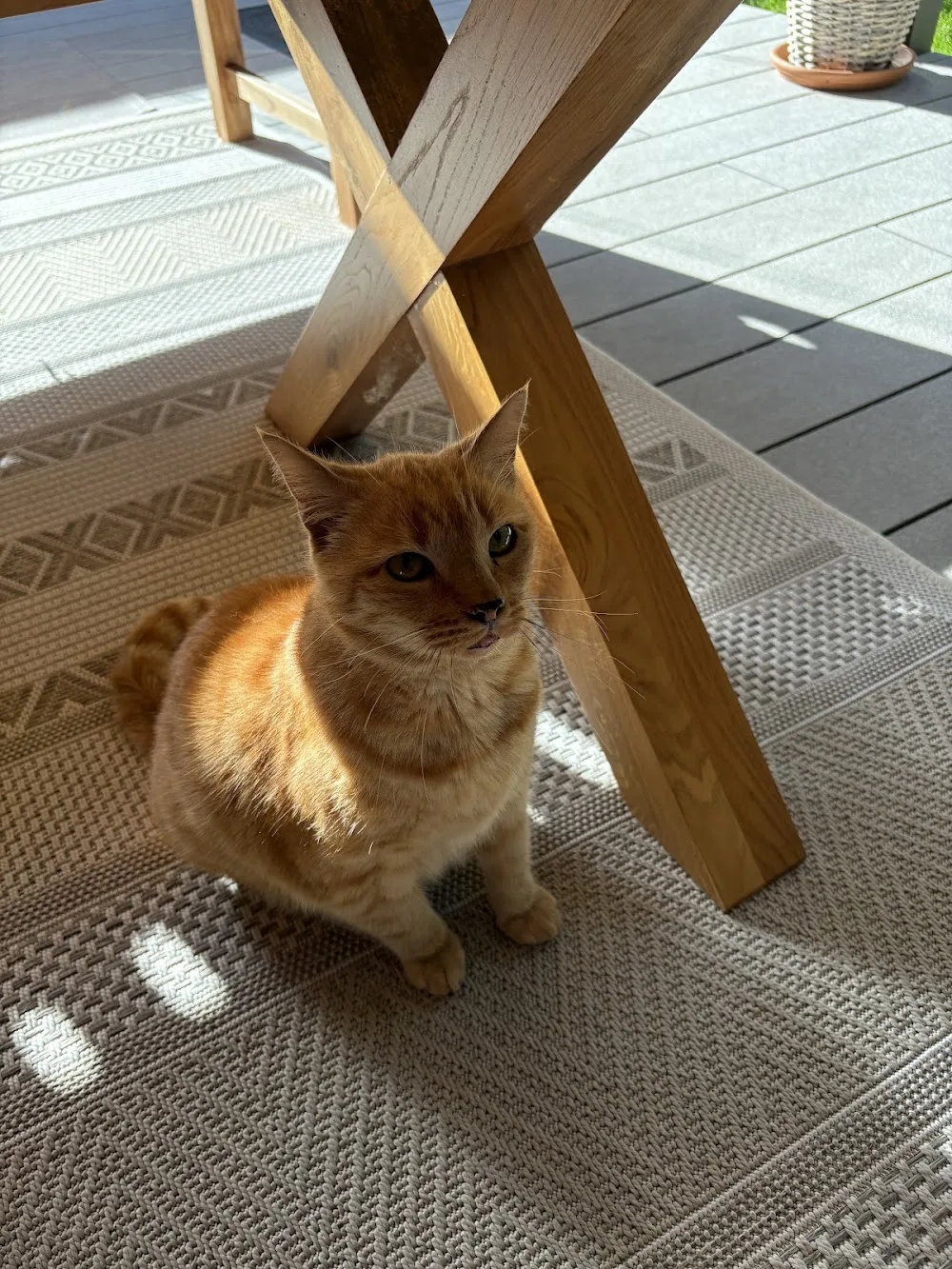 Katzenbetreuung Pinneberg - Hohenfelde pet otel