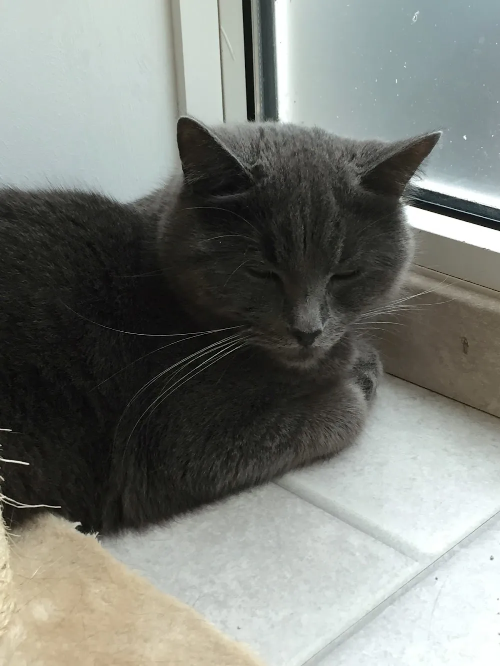 Katzenpension Das Pfötchen-Hotel in Bad Schwartau - Hohenfelde pet otel görseli 3