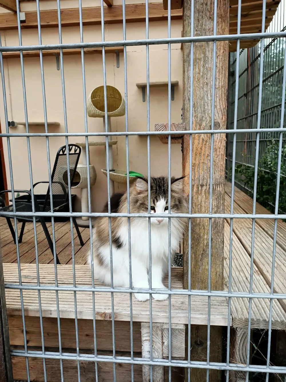 Katzenpension Villa Mieze-Mau - Hohenfelde pet otel