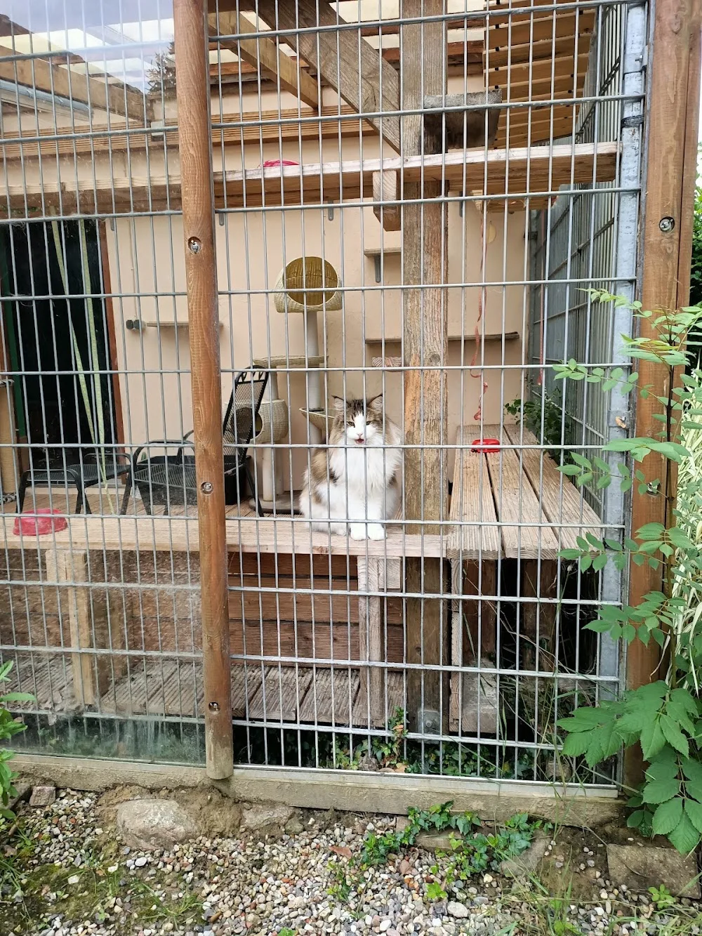 Katzenpension Villa Mieze-Mau - Hohenfelde pet otel görseli 3