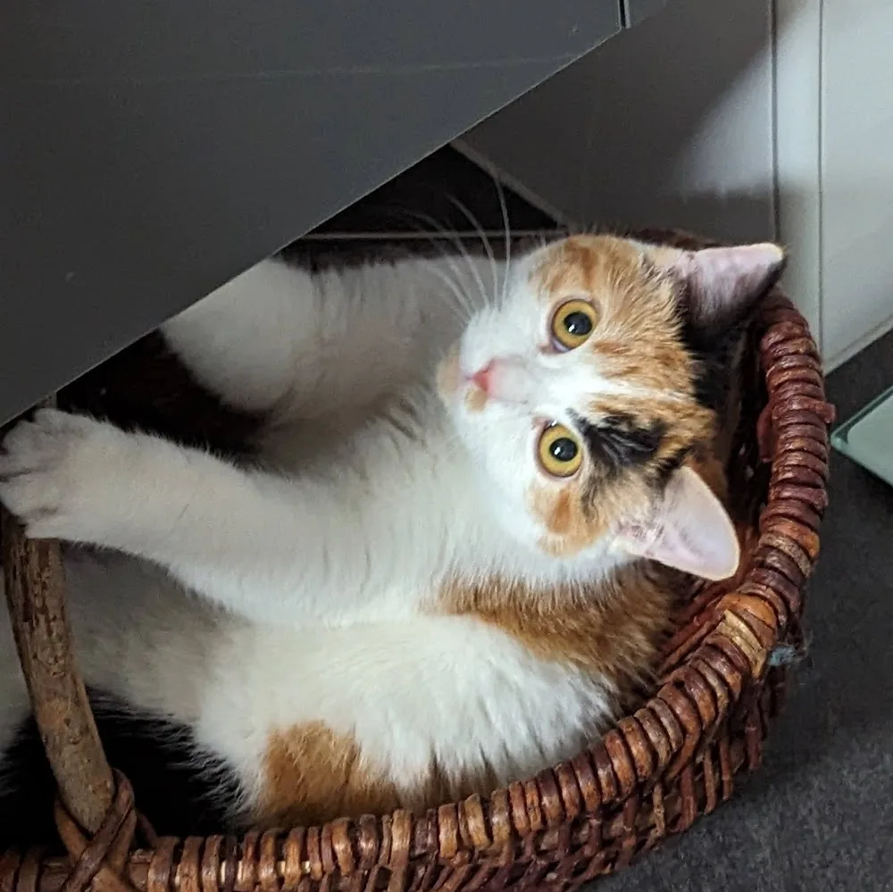 petite Katzenpension - Hohenfelde pet otel görseli 12