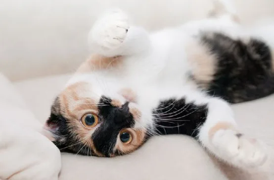 Relaxed Cats - mobile Katzenbetreuung und Haustierbetreuung Katzensitter - Hohenfelde pet otel görseli 3