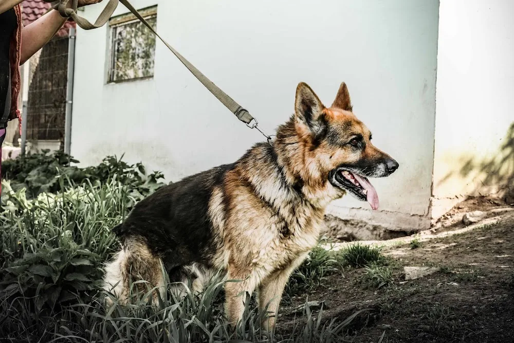 Azory. Hotel dla zwierząt - Holy Cross pet otel görseli 3